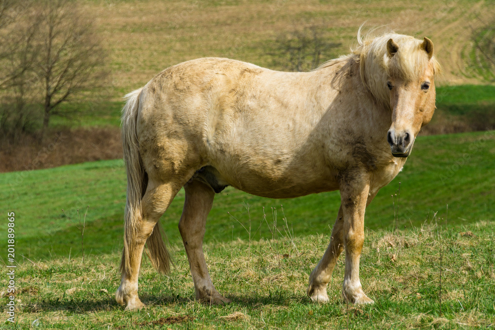 Germany, Horse standing on green meadow in sunlight overlooking Germany, Horse standing on green meadow in sunlight overlooking