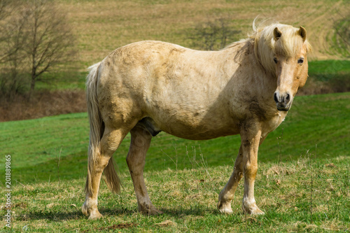 Germany, Horse standing on green meadow in sunlight overlooking