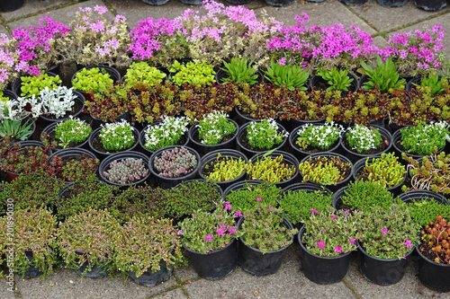 Plants nursery
