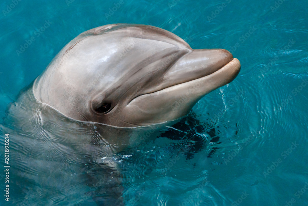 Naklejka premium The yong Bottlenose dolphin is swimming in red sea