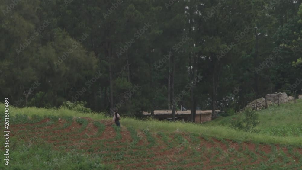 Men Walking With Crop in Bag on FarmLand in Caribbean Country Side Men Walking With Crop in Bag on FarmLand in Caribbean Country Side