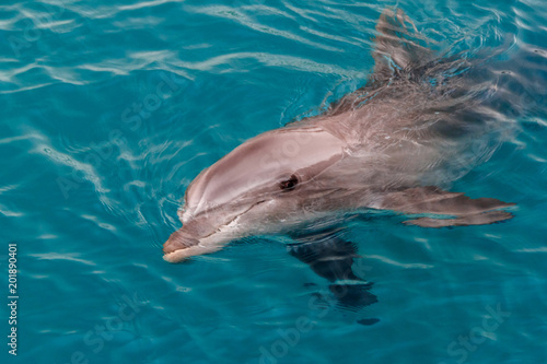 The yong Bottlenose dolphin is swimming in red sea