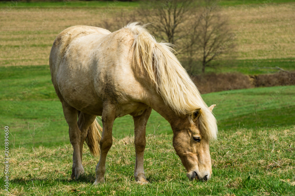 Germany, Blond horse eating grass on green meadow in springtime in the sun