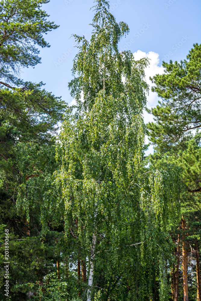 Fototapeta premium Beautiful green trees