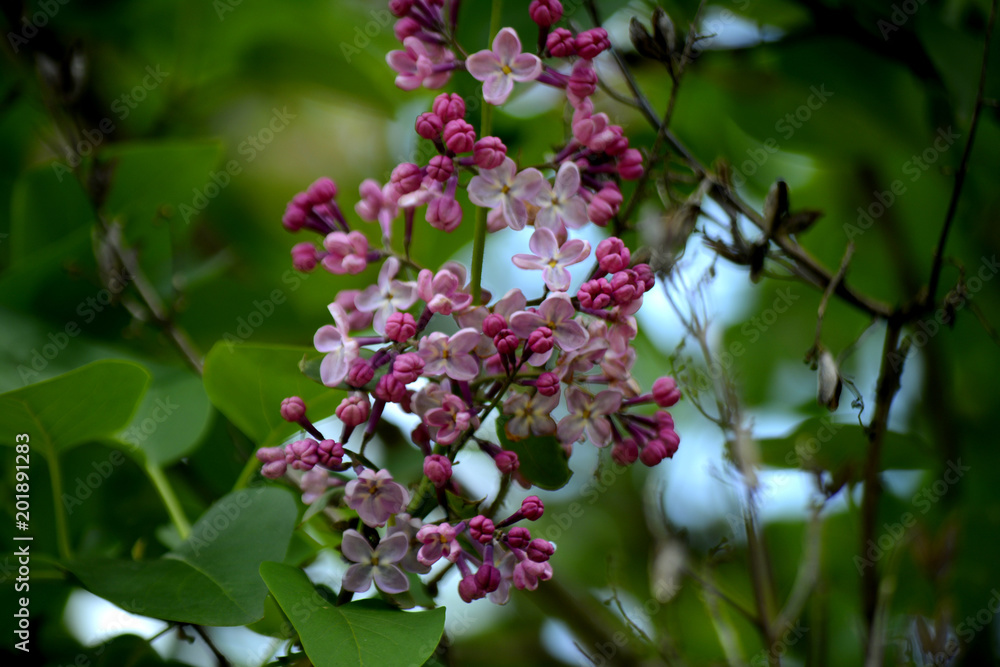 Lilac blossoms in the garden. Spring flowers Lilac blossoms in the garden. Spring flowers