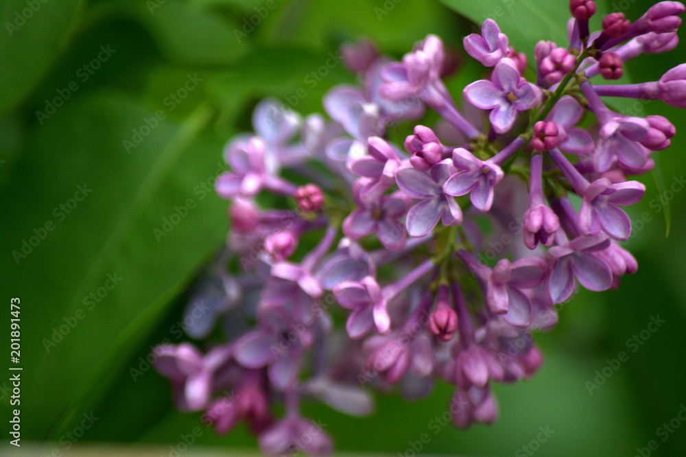 Lilac blossoms in the garden. Spring flowers