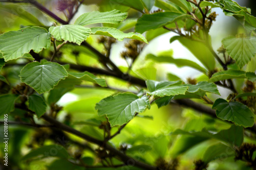 green leaves on branches