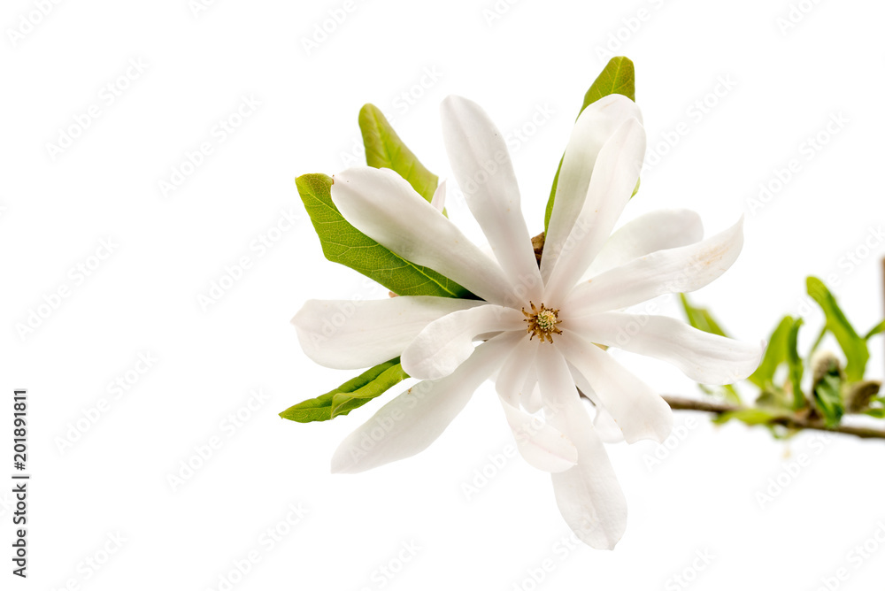 Fototapeta premium Sternmagnolie