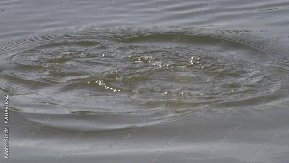 HD Video of a male Greater Scaup in breeding colors diving for food. A mid-sized diving duck, Greater scaup nest near water, typically on islands in northern lakes or on floating mats of vegetation. HD Video of a male Greater Scaup in breeding colors diving for food. A mid-sized diving duck, Greater scaup nest near water, typically on islands in northern lakes or on floating mats of vegetation.