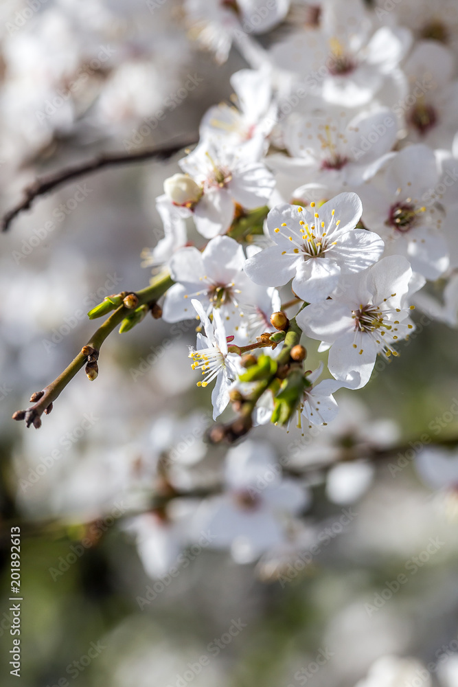 Spring flowers. Beautifully blossoming tree branch Spring flowers. Beautifully blossoming tree branch