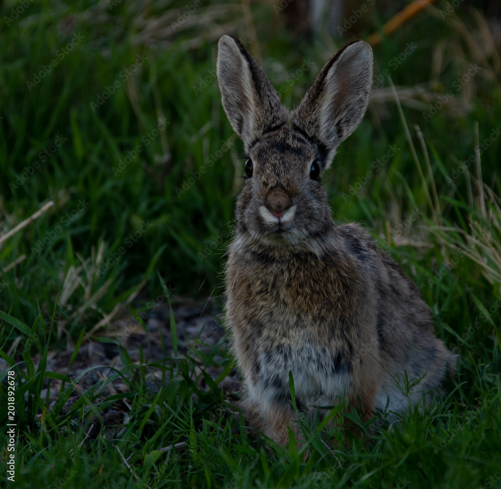 Fototapeta premium Rabbit