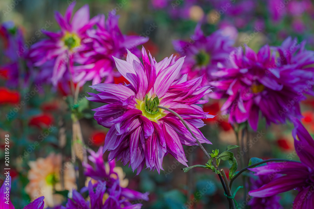 colorful flowers are blooming in the meadow at the foothill during winter in Chiang Rai north of Thailand. Small flowers with beautiful colors are attractive to visitors. colorful flowers are blooming in the meadow at the foothill during winter in Chiang Rai north of Thailand. Small flowers with beautiful colors are attractive to visitors.