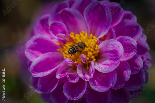 Fototapeta Naklejka Na Ścianę i Meble -  colorful flowers are blooming in the meadow at the foothill  during winter in Chiang Rai north of Thailand. Small flowers with beautiful colors are attractive to visitors.