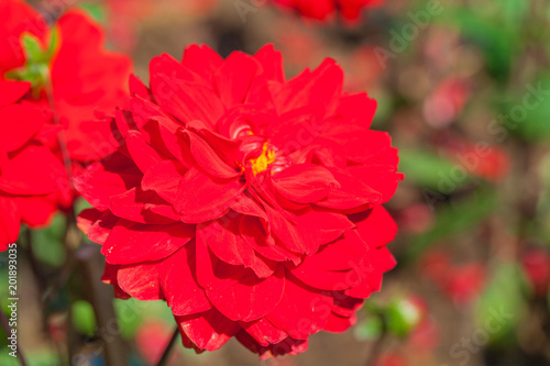 Fototapeta Naklejka Na Ścianę i Meble -  colorful flowers are blooming in the meadow at the foothill  during winter in Chiang Rai north of Thailand. Small flowers with beautiful colors are attractive to visitors.