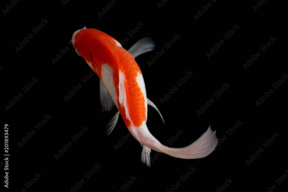 Naklejka premium Koi fish black background