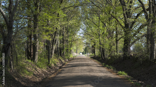 Country Lane in Springtime