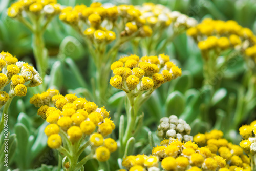 Yellow flowers. Spring concept.    