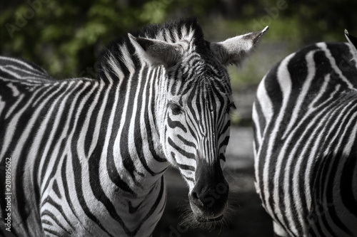Fototapeta Naklejka Na Ścianę i Meble -  African plains zebra standing on the green background blurred in daytime