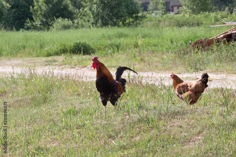 Fototapeta premium Rooster and chicken