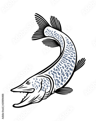 muskie fish