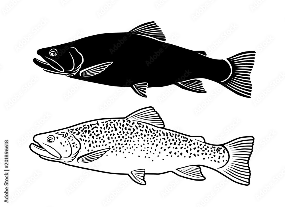 Fototapeta premium trout fish