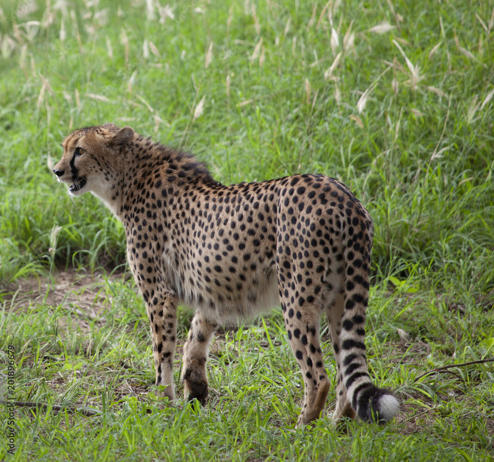 cheetah in Kruger park cheetah in Kruger park