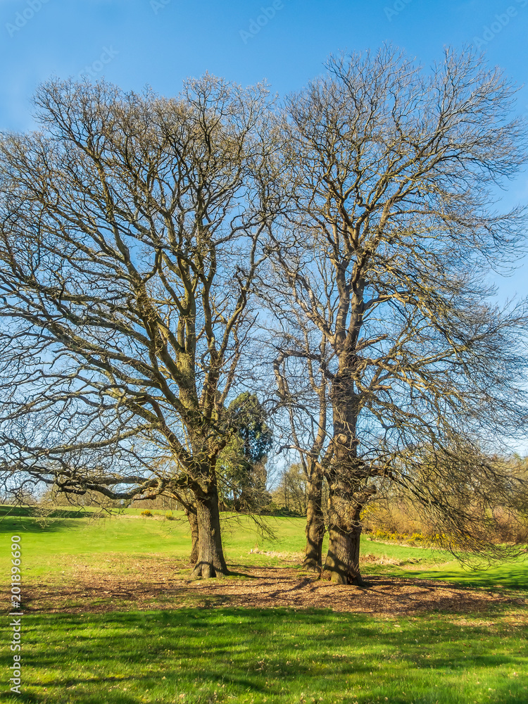 Two impressive oak trees with no leaves in the sunshine surronded by green grass