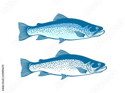 trout  fish