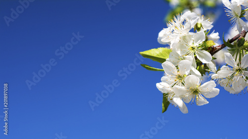 Fototapeta Naklejka Na Ścianę i Meble -  Beautiful spring white flowers blossom background.