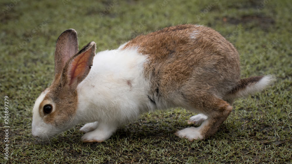 Cute rabbit. Cute rabbit.