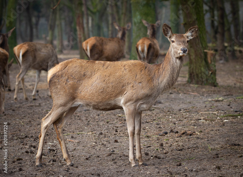 Fototapeta Naklejka Na Ścianę i Meble -  deer female