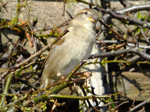 Female house sparrow ( Passer domesticus)