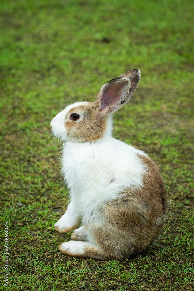 Fototapeta premium Cute rabbit.