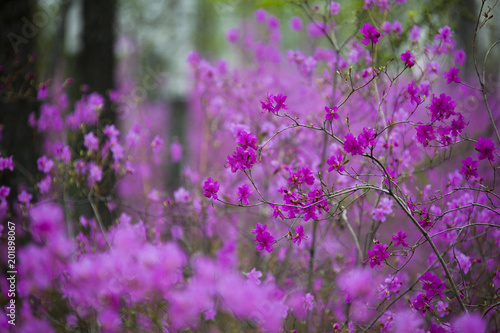 Beautiful bushes of Rhododendron dauricum in spring forest