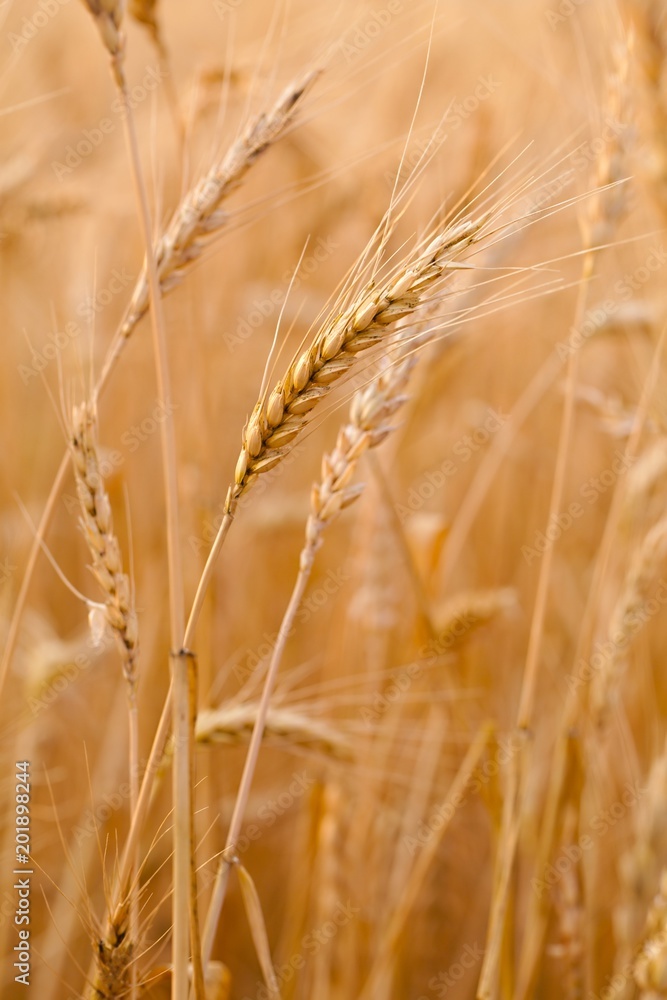 Wheat field detail Wheat field detail