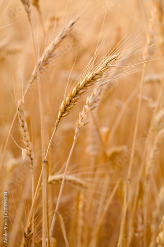 Wheat field detail © Gudellaphoto