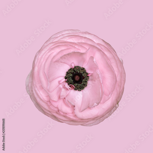 Ranunculus against plain background, pink