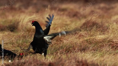 Black grouse males, Lyrurus tetrix, at the lek competing for mating rights on a moorland in cairngorms national park, scotland.