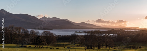 Panoramic landscape of Deer grazing in Killarney national park at sunset with mountains and lakes in the background