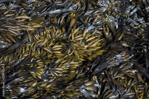 Pile of bladderwrack Seaweed on the west coast of Ireland