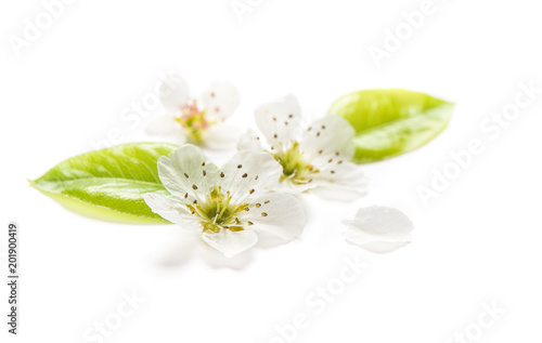 Blossoms pear tree Spring flowers white background