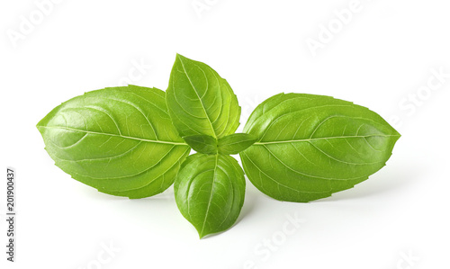 fresh green basil leaves photo