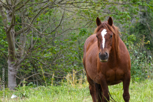 Caballo corriendo libre 