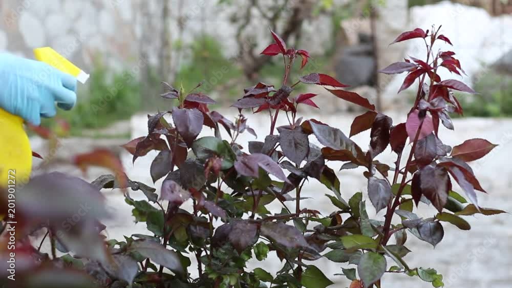 Aphids On Roses. Aphids infests rosebushes. Insects that affect roses