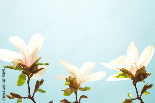 White magnolia flowers, blue sky in background © TanyaJoy