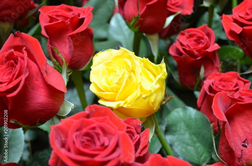 Sant Jordi, Barcelona