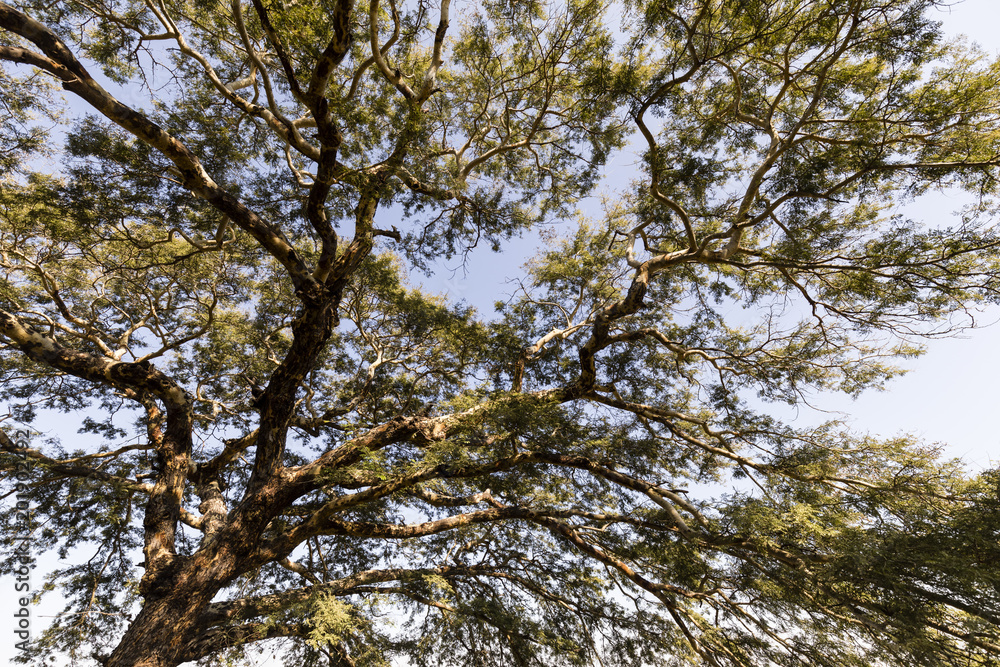 Fototapeta premium Branches of a tree against the sky