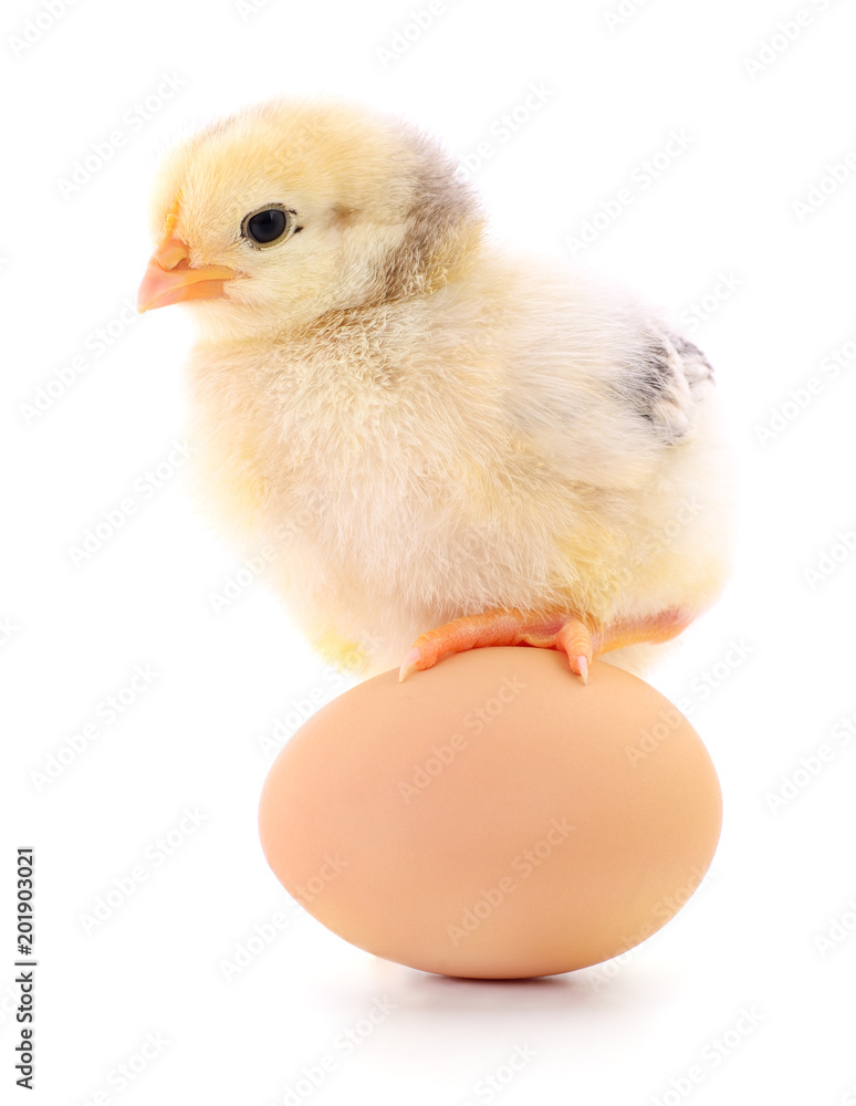 Fototapeta premium Chicken and egg.