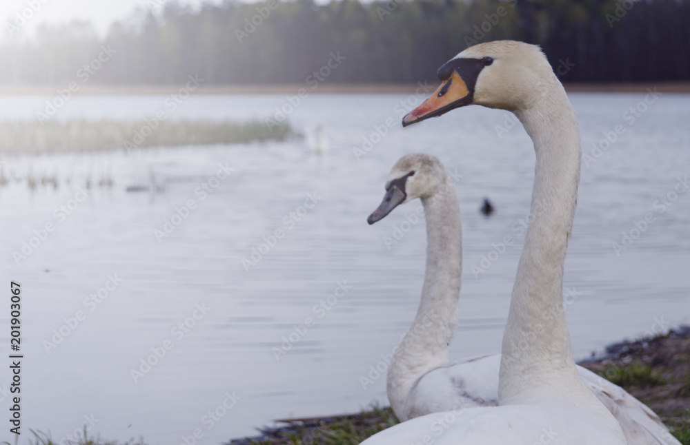 A view of the swan. Powerful white. A view of the swan. Powerful white.
