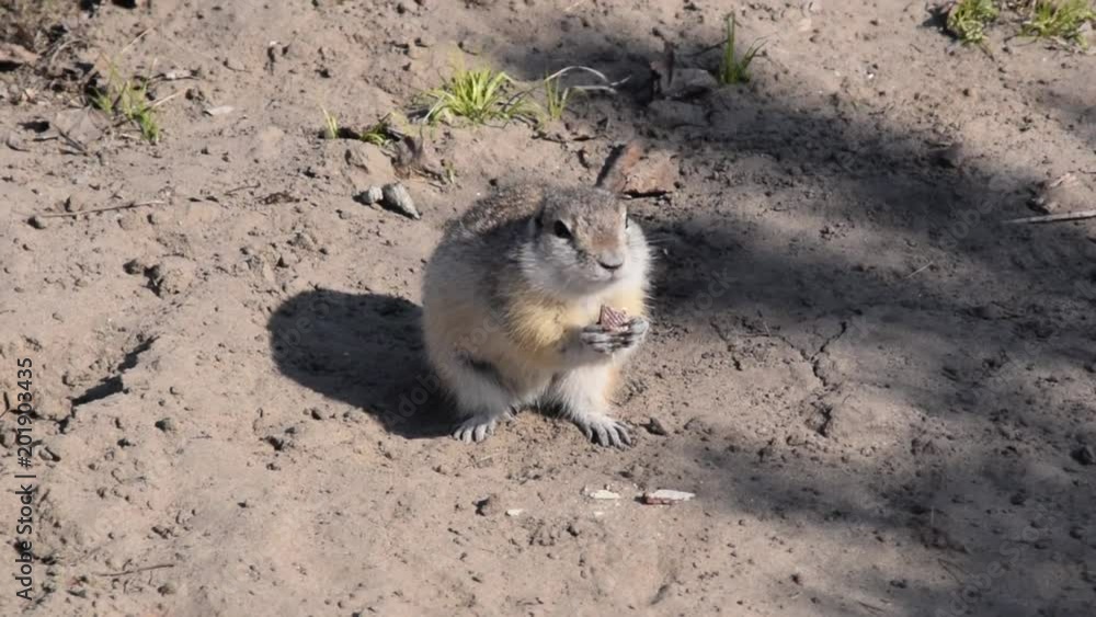 Gopher Sits On Leaves And Chewing Gopher Sits On Leaves And Chewing